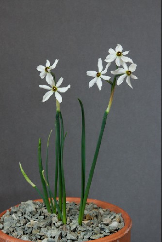 Narcissus elegans fallax